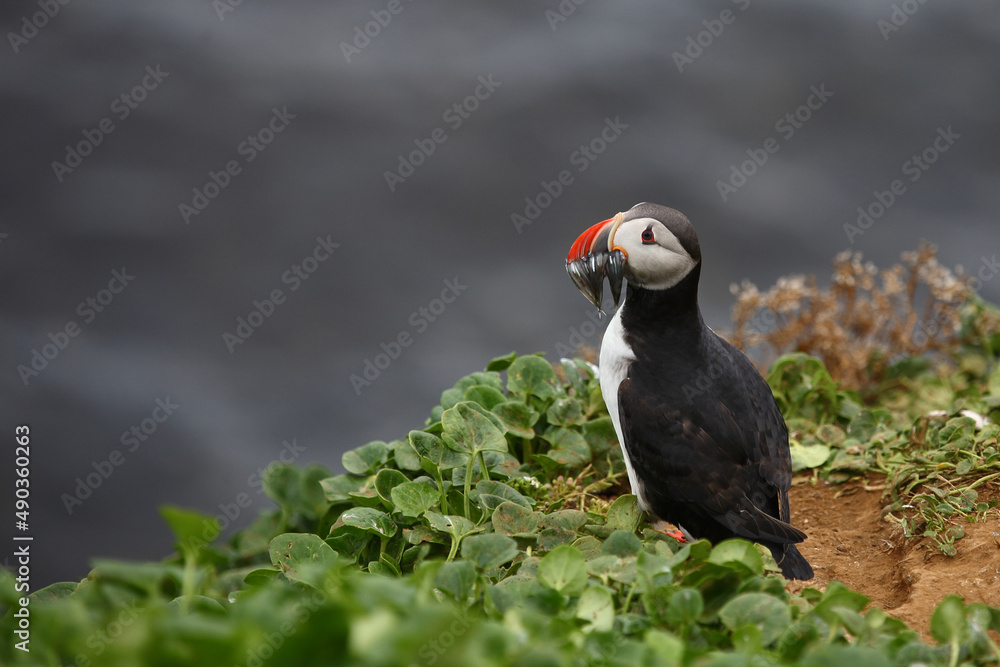 Fototapeta premium Papageitaucher / Atlantic puffin / Fratercula arctica..
