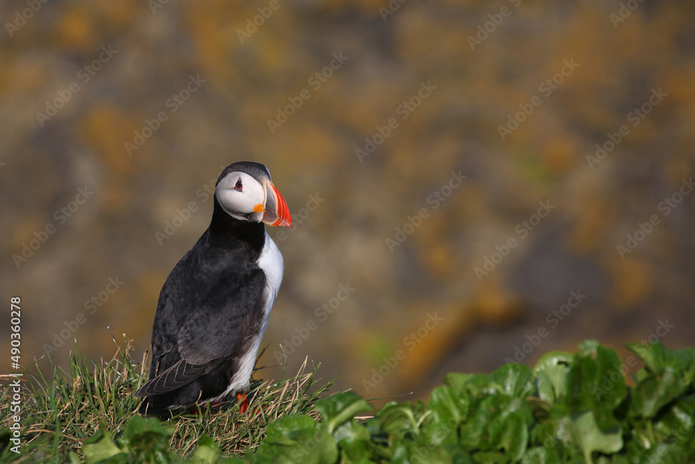 Fototapeta premium Papageitaucher / Atlantic puffin / Fratercula arctica
