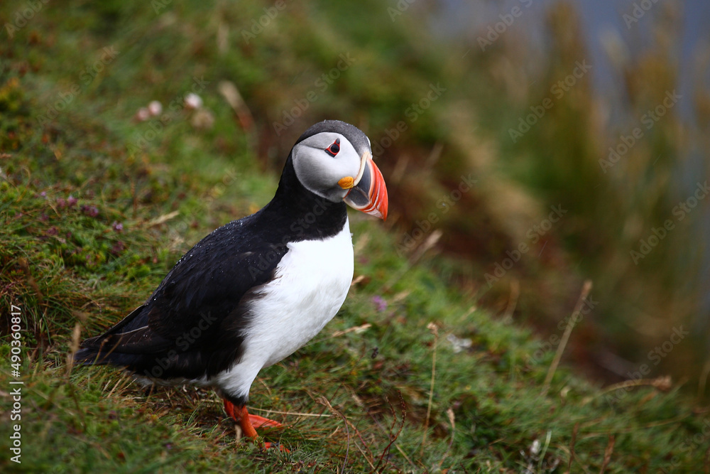 Naklejka premium Papageitaucher / Atlantic puffin / Fratercula arctica