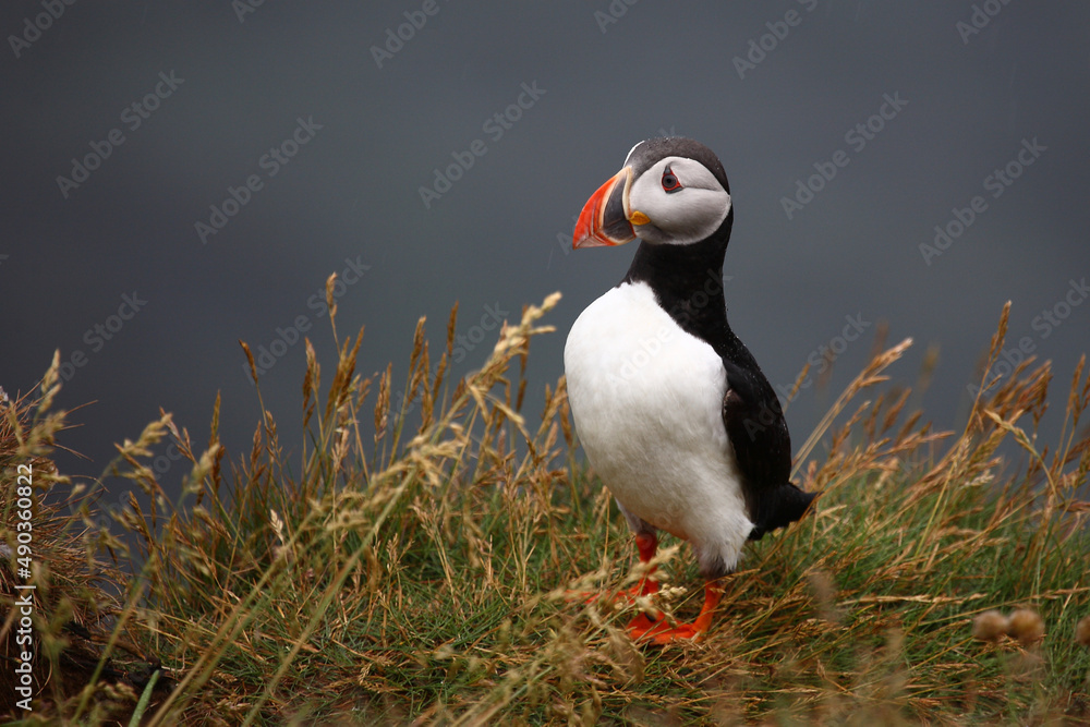 Papageitaucher / Atlantic puffin / Fratercula arctica Papageitaucher / Atlantic puffin / Fratercula arctica