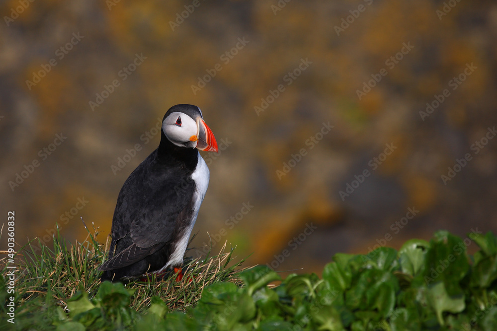 Obraz premium Papageitaucher / Atlantic puffin / Fratercula arctica