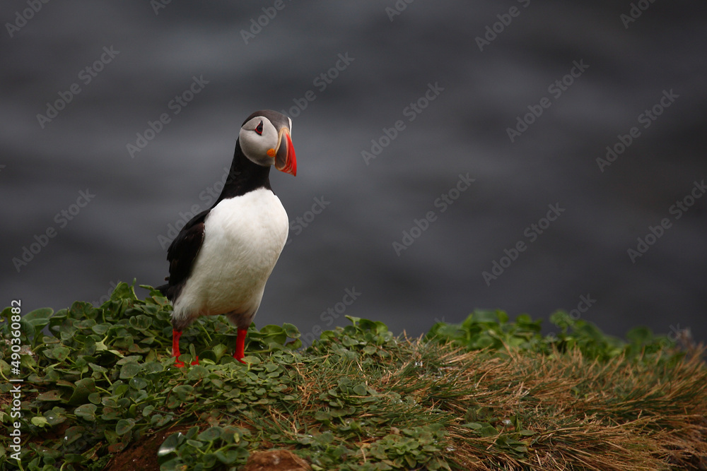Papageitaucher / Atlantic puffin / Fratercula arctica Papageitaucher / Atlantic puffin / Fratercula arctica