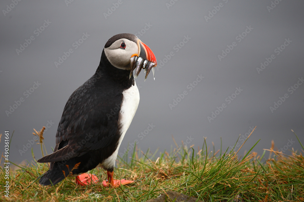 Fototapeta premium Papageitaucher / Atlantic puffin / Fratercula arctica..