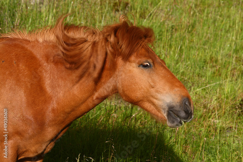 Islandpferd   Icelandic horse   Equus ferus caballus