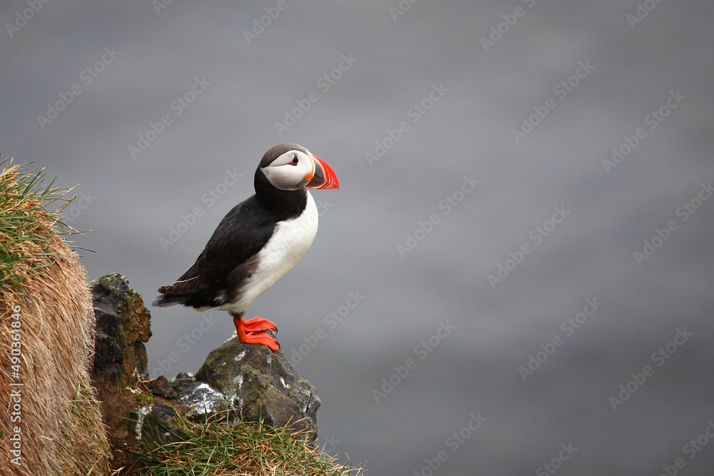 Papageitaucher / Atlantic puffin / Fratercula arctica Papageitaucher / Atlantic puffin / Fratercula arctica