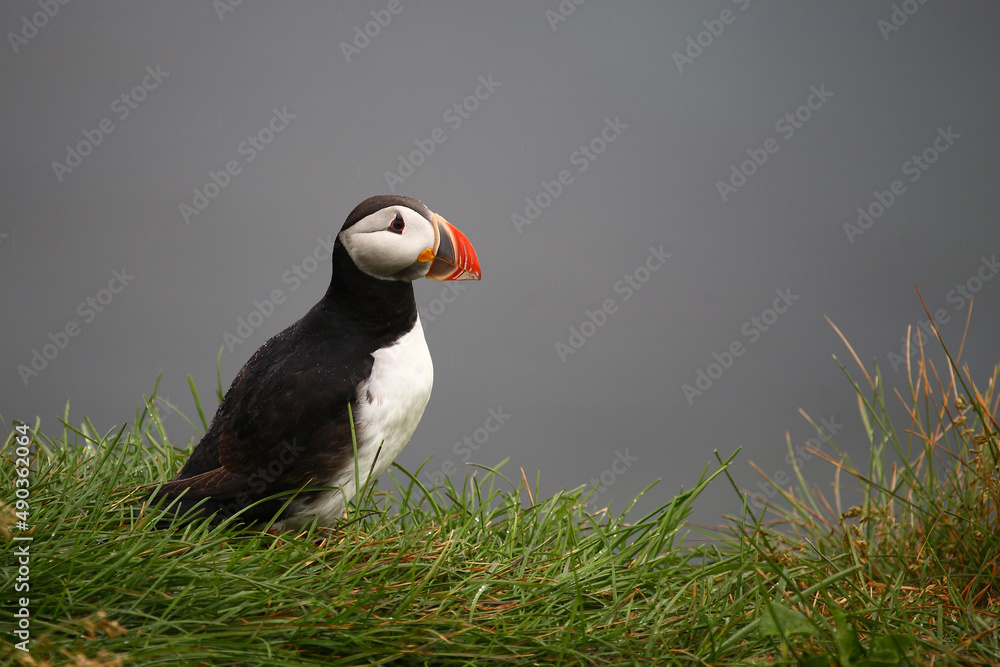 Fototapeta premium Papageitaucher / Atlantic puffin / Fratercula arctica