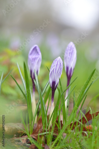 Close-up of blooming crocuses and brightly green grass. Drops of rain water visible on the flowers. Tender sings of spring. Flowers of love and hope.