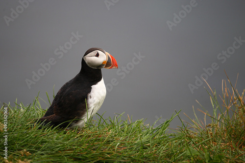 Papageitaucher   Atlantic puffin   Fratercula arctica