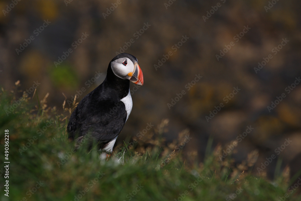 Papageitaucher / Atlantic puffin / Fratercula arctica