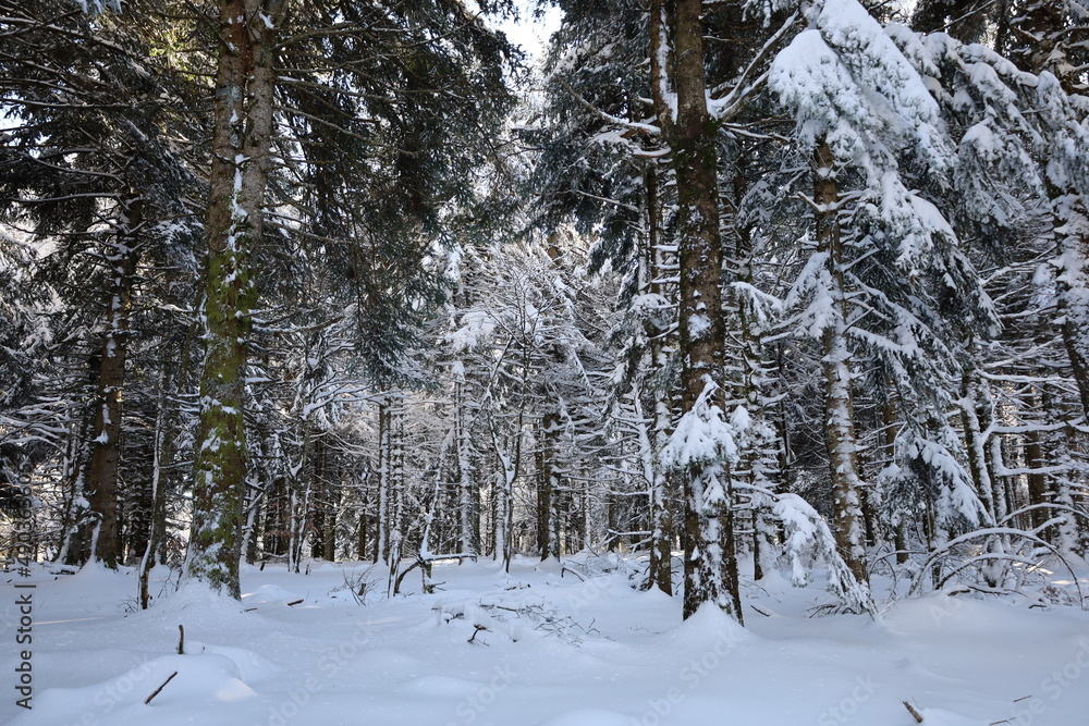 Fototapeta premium View of a forest of Prat Peyrot which is a winter sports resort of the Cévennes in the departments of Lozère and Gard