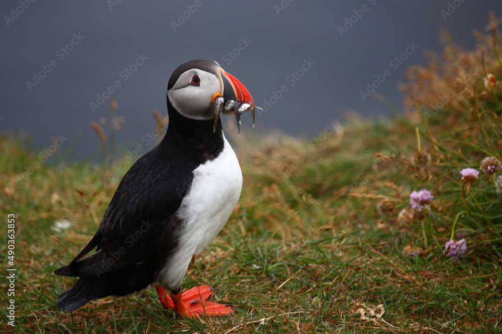 Naklejka premium Papageitaucher / Atlantic puffin / Fratercula arctica..