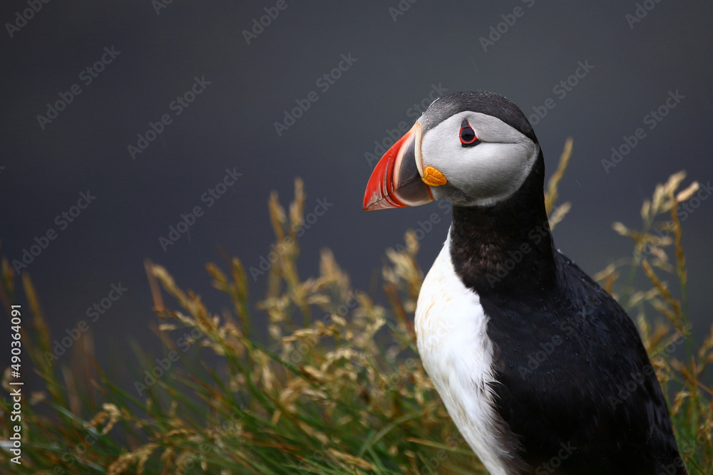 Naklejka premium Papageitaucher / Atlantic puffin / Fratercula arctica