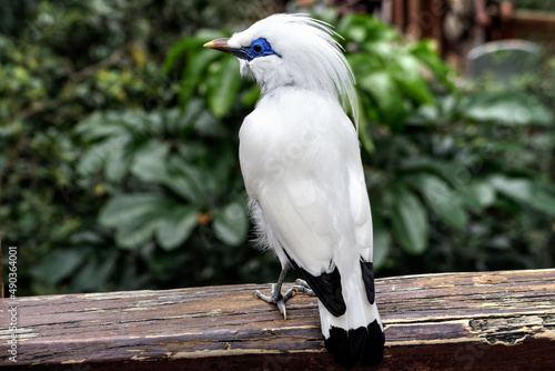 Bali myna (Leucopsar rothschildi) Bird. photo