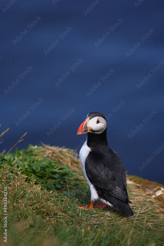 Naklejka premium Papageitaucher / Atlantic puffin / Fratercula arctica
