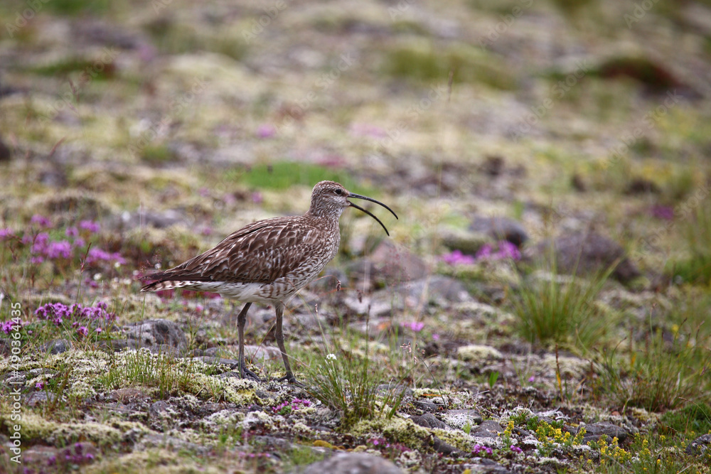 Regenbrachvogel / Eurasian whimbrel / Numenius phaeopus Regenbrachvogel / Eurasian whimbrel / Numenius phaeopus