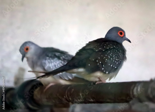 small type pigeon. Orange ring in the eye. Type of pigeon to know. With blurred background