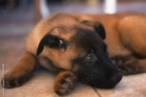 Quadro su tela Belgian Shepherd Malinois puppy