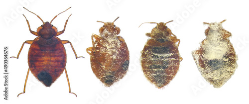 Foto Bedbug, Cimex lectularius (Hemiptera: Cimicidae), uninfected and infected, killed by entomopathogenic fungus