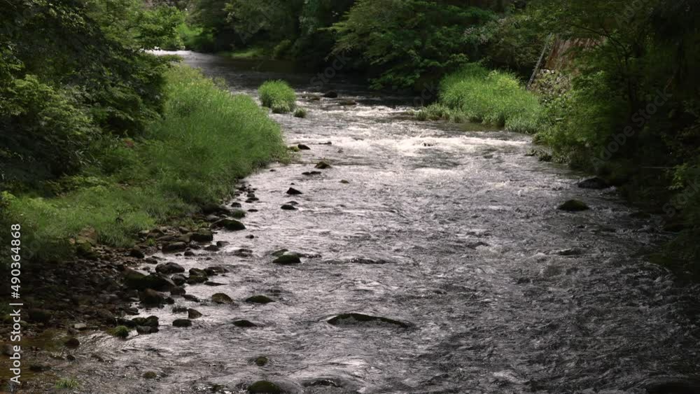 夏の竹田川 福井県坂井市丸岡町竹田地区 夏の竹田川 福井県坂井市丸岡町竹田地区