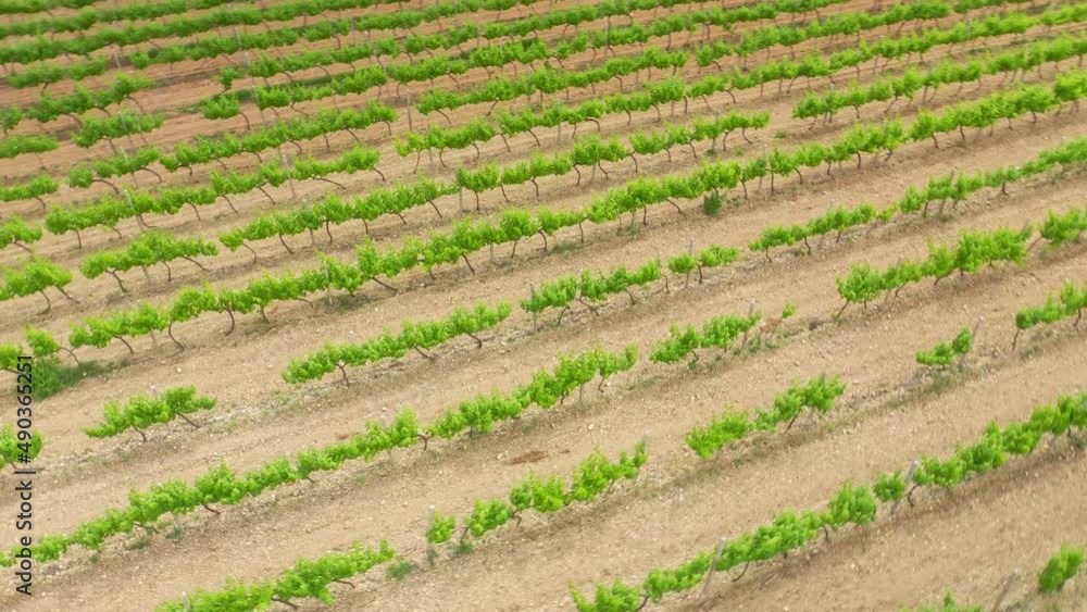 Vineyard agrecultural meadow. Narure aerial composition. Vineyard agrecultural meadow. Narure aerial composition.