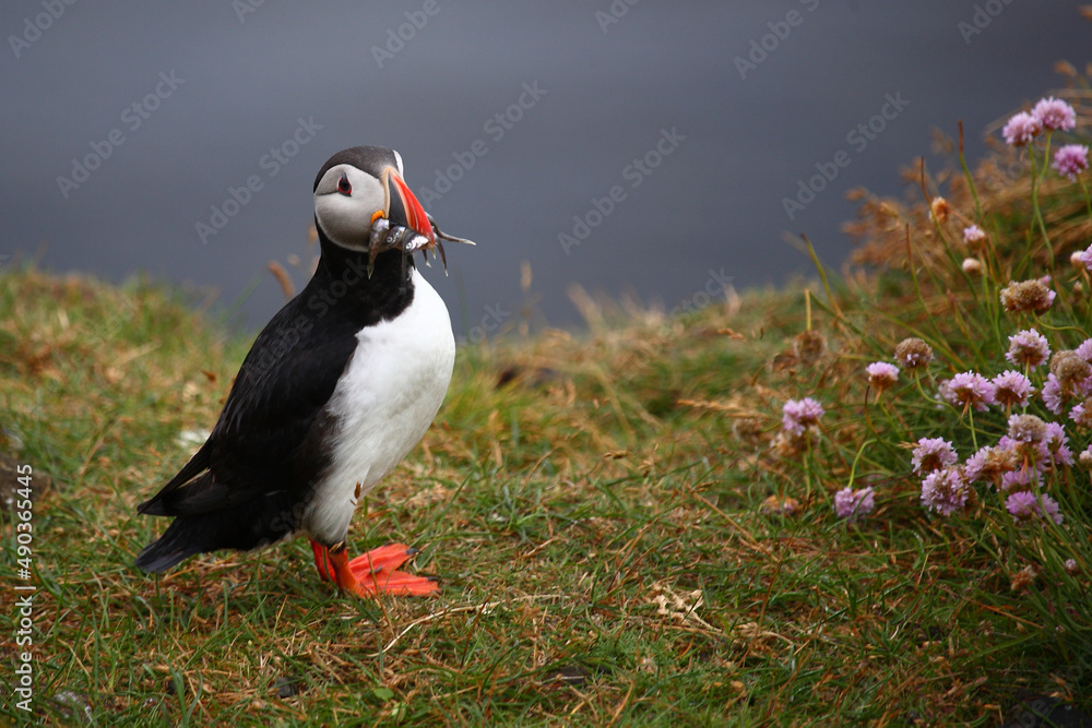 Fototapeta premium Papageitaucher / Atlantic puffin / Fratercula arctica..