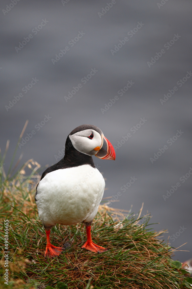 Papageitaucher / Atlantic puffin / Fratercula arctica