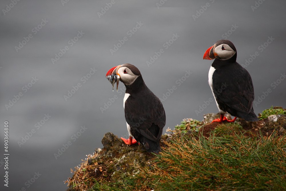 Fototapeta premium Papageitaucher / Atlantic puffin / Fratercula arctica..