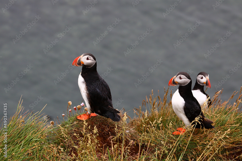 Fototapeta premium Papageitaucher / Atlantic puffin / Fratercula arctica