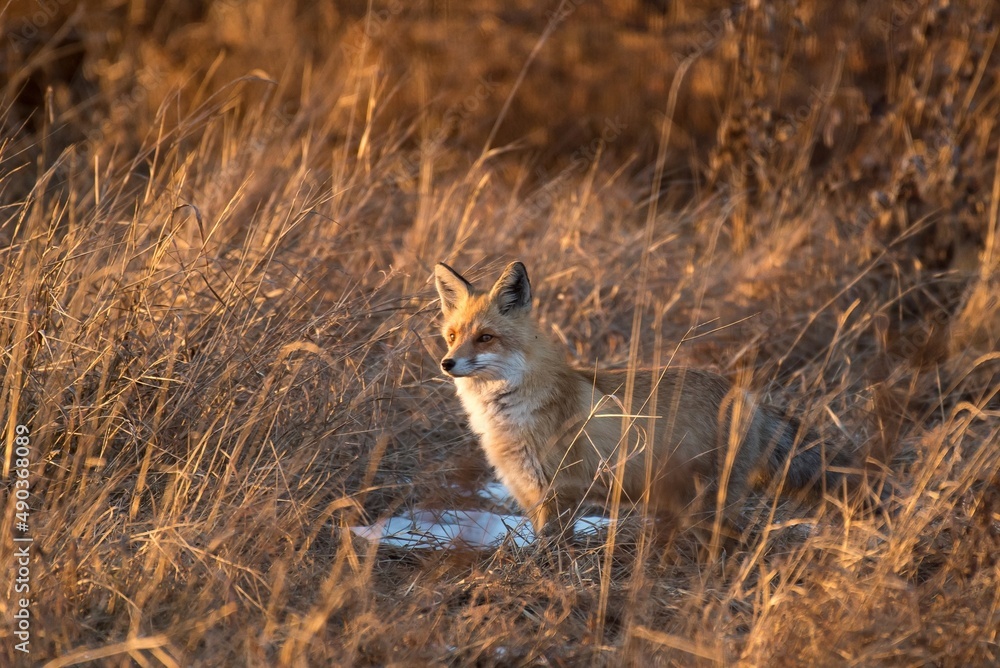 red fox in the wild red fox in the wild