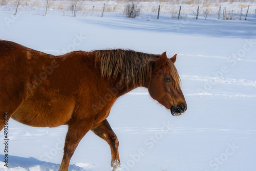 Pretty horse on a Canadian farm in winter in the province of Quebec, Magog, Canada