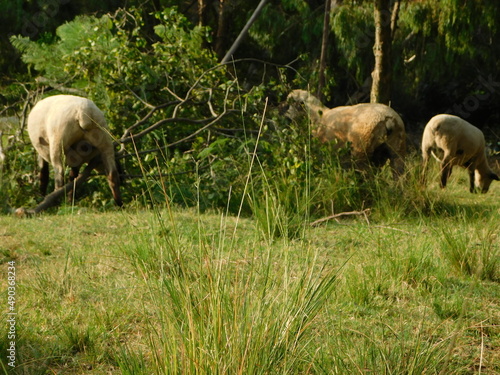 A herd of Hampshire ewe sheep grazing on fallen trees leaves while standing next to, on top and inside the bushes