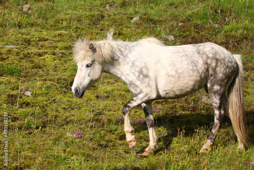 Islandpferd   Icelandic horse   Equus ferus caballus