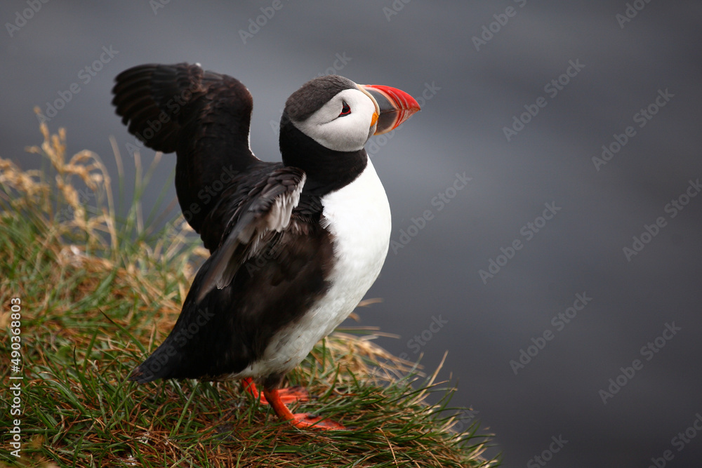 Papageitaucher / Atlantic puffin / Fratercula arctica Papageitaucher / Atlantic puffin / Fratercula arctica