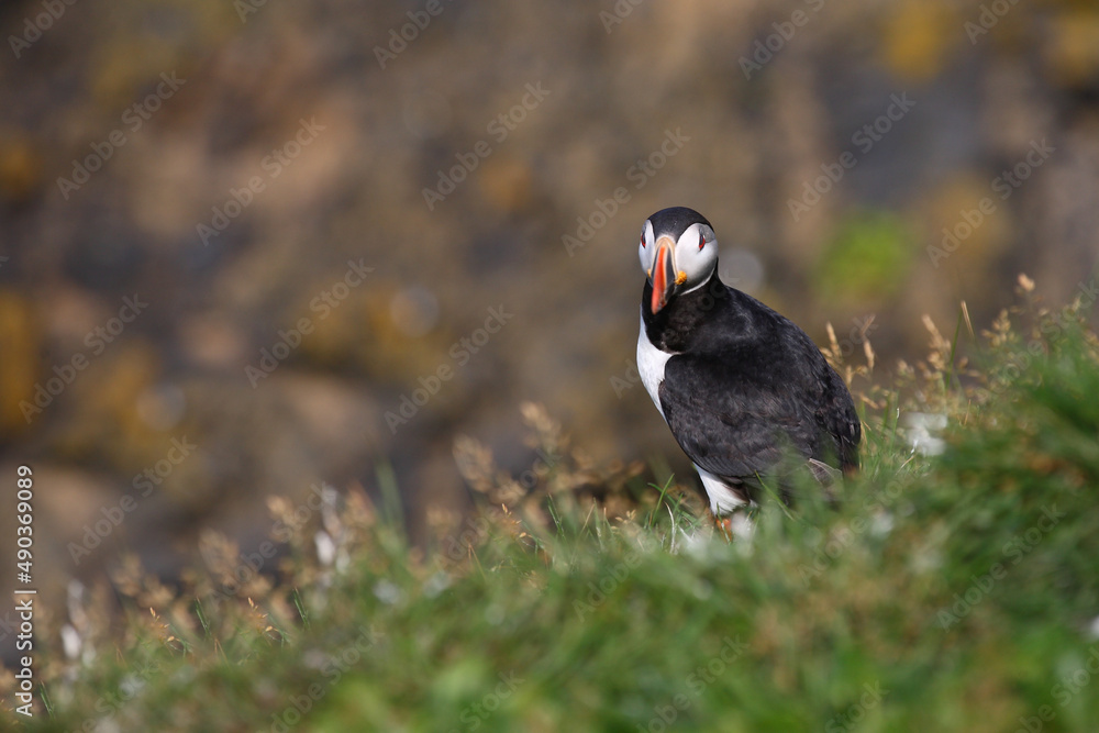 Papageitaucher / Atlantic puffin / Fratercula arctica Papageitaucher / Atlantic puffin / Fratercula arctica