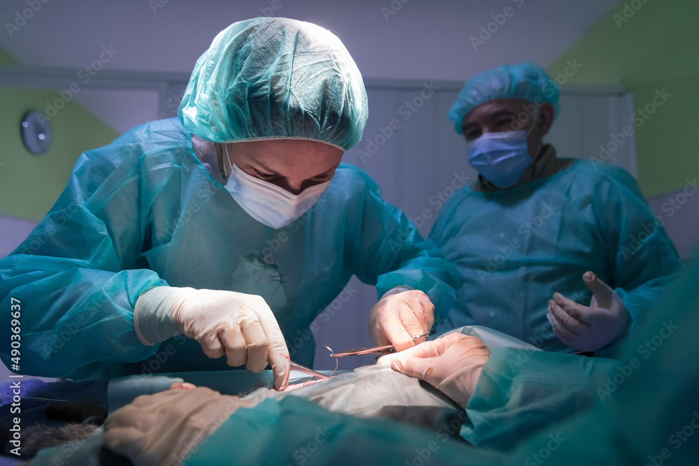 Real abdominal surgery on a cat in a hospital setting Real abdominal surgery on a cat in a hospital setting