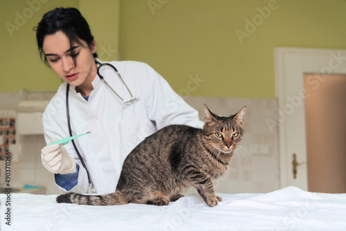 Fototapeta Naklejka Na Ścianę i Meble -  Veterinary clinic. Female doctor portrait at the animal hospital holding cute sick cat 