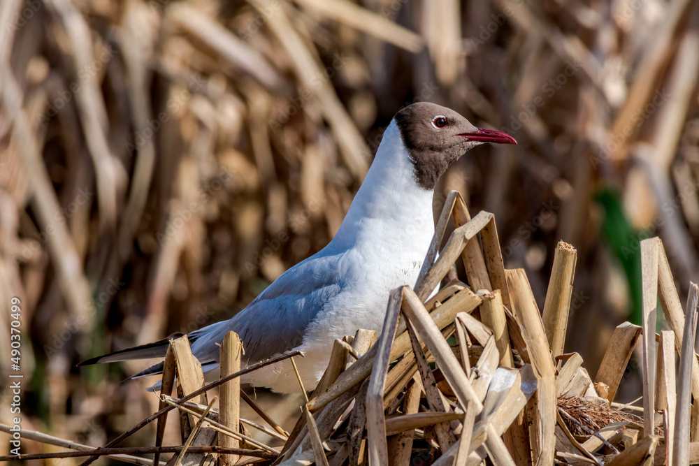 Αυτοκόλλητο Black-headed Gull (Larus ridibundus) at colony
