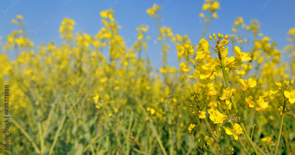close up on yellow flowers of rapeseed growing in a field under blue sky close up on yellow flowers of rapeseed growing in a field under blue sky