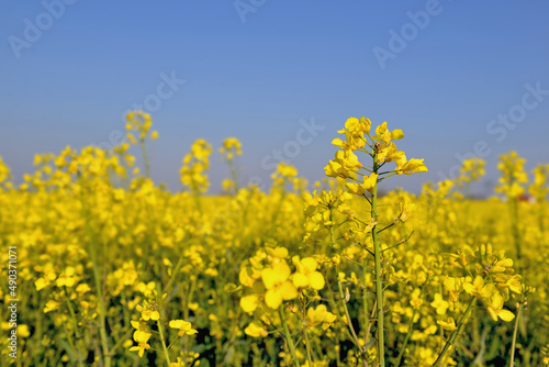 close up on yellow flowers of rapeseed growing in a field under blue sky