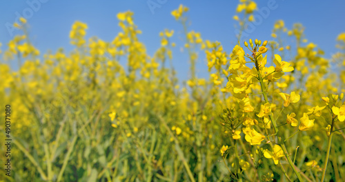 close up on yellow flowers of rapeseed growing in a field under blue sky