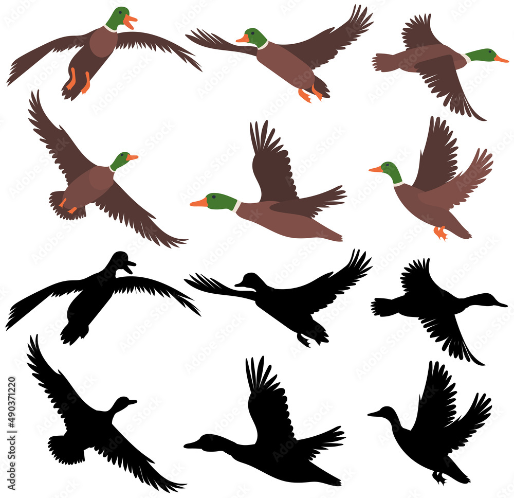 Obraz premium ducks flying set flat design on white background , isolated vector