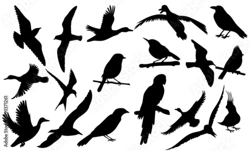 birds set black silhouette isolated vector