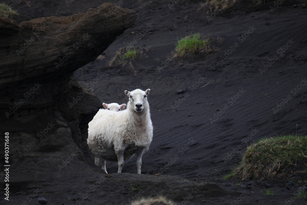 Fototapeta premium Schaf / Sheep / Ovis..