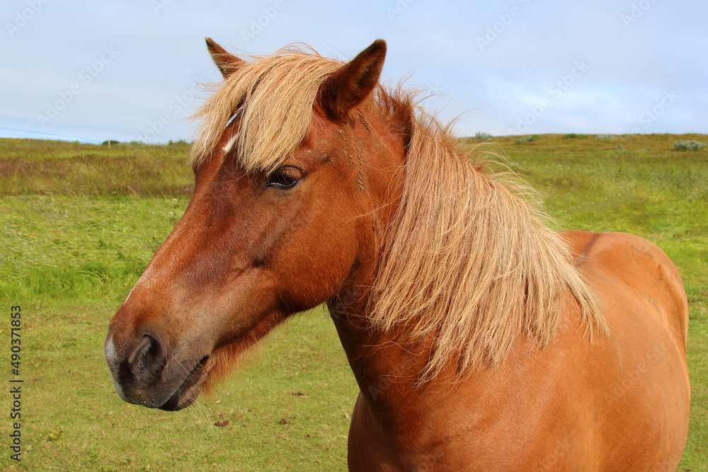Fototapeta premium Islandpferd / Icelandic horse / Equus ferus caballus