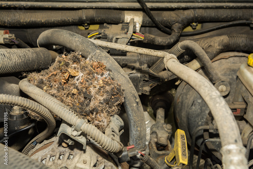Deer Mouse nest in the engine of a car photo