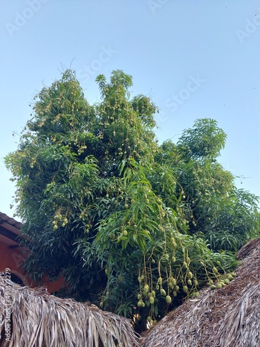 Mango tree in the tropics