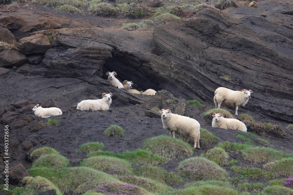 Schaf / Sheep / Ovis.. Schaf / Sheep / Ovis..