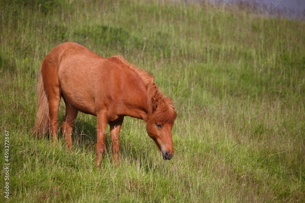 Islandpferd / Icelandic horse / Equus ferus caballus Islandpferd / Icelandic horse / Equus ferus caballus