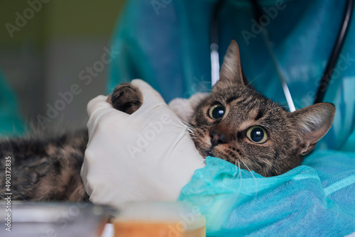 Female surgeon or doctor at the animal hospital preparing cute sick cat for surgery, putting drops in cat eyes to protect during treatment.