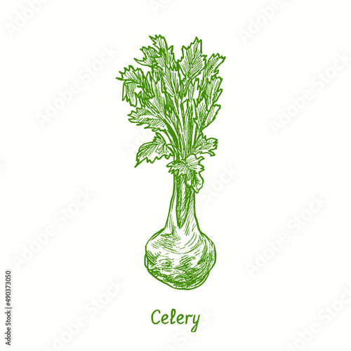 Celery.  Ink black and white doodle drawing in woodcut style